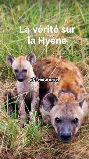 The Hyena: Hunter or Mere Scavenger?