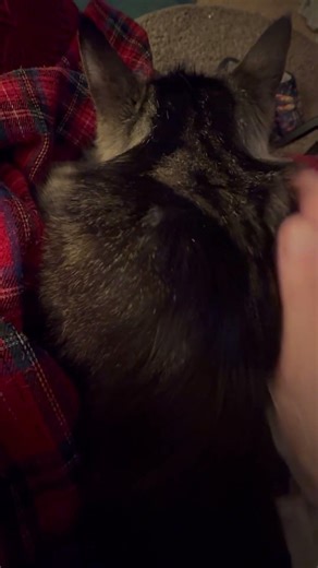 Heating pad on my back YUMI on my lap. #still moments.