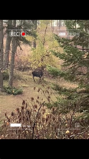 I got to see this big guy at 8:30 am and 4:00 pm! Guess he’s just hanging out in the woods around my house all day! He’s huge! #moose #nature #mtspokane #wildlife #bull