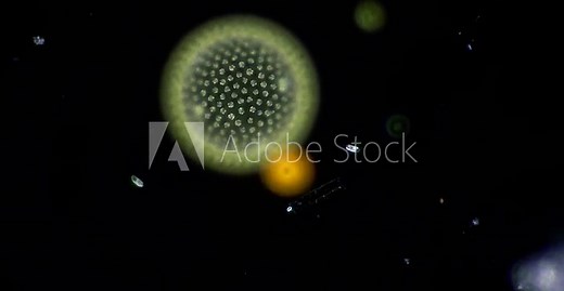 a single colony of the green alga Volvox, revolving under the microscope like a planet in the dark universe. Various micro organisms come to visit. 400x magnification, dark field microscopy