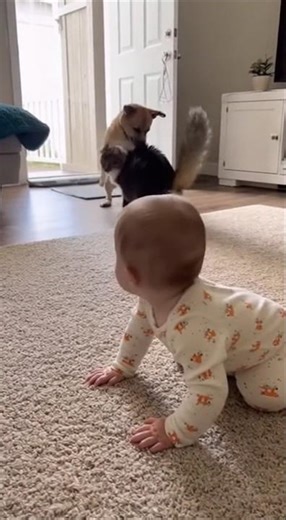 Cat Protects Baby from Dog 🐾💪