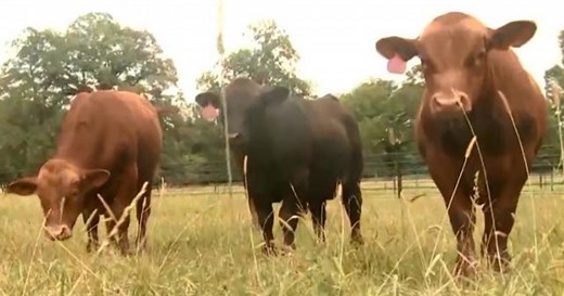 Eat less meat to slow down climate change, United Nations recommends