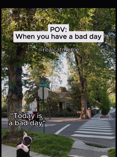 when you have a bad day #catmeme #badday