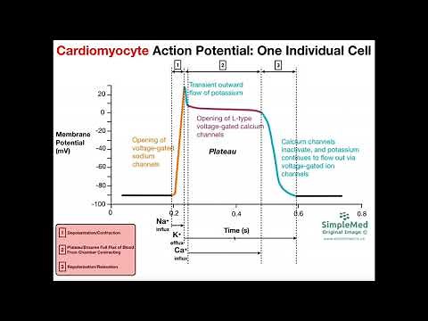 The Cardiomyocyte Action Potential [Part 1]: The Action Potential Graph