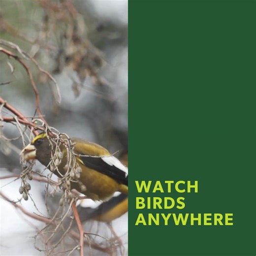 Join Cornell Lab of Ornithology Birds Canada and National Audubon Society for the Great Backyard Bird Count from February 13-16! You can be anywhere in the world, any age, and any level of experience. Count with friends, count on your own, count for 15 minutes, count for 15 hours! And then let us know what you see–you can also share photos. Your observations help researchers learn more about birds and how to help them. Find out more: birdcount.org | Cornell Lab of Ornithology