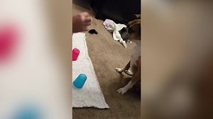Boxer dog is horrible at cup guessing game | Funny Dog Videos