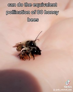 Solitary bees such as this red Mason bee are the most important species of bee & one single Mason bee can do the equivalent pollination of 85 honeybees. These girls like to lay their eggs in small holes such as the insect hotels people buy. And solitary bees cannot sting! | Get Wild