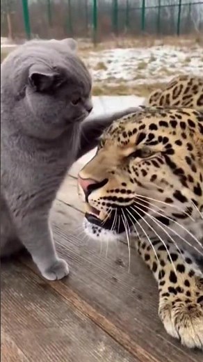 Funny Cat petting a Giant Amur Leopard! 🤣🐾 #funnyanimals