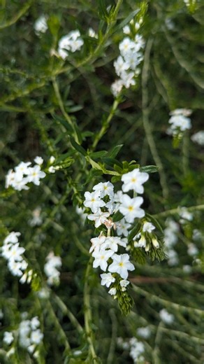 When you get a native plant install with Wise Hands 🫶🌿 Fall and winter are the perfect time for a planting because by the time spring and summer role around, your plants will be established, lush and breathtaking! ☺️ Get in touch with us at thewisehands.com 🌱 . . . . . . #floridanativeplants #stpetelandscaping #nativeplants #tampabay #nativelandscape #florida #tampa #floridanativeplantsociety #gulfport #stpeteplantsociety #floridagardening #floridagarden #wildlifesteppingstone #wildlifecorrid