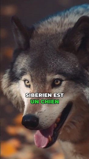 The Husky: origins