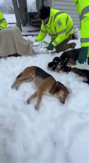 Caught on Camera: Incredible Rescue During Heavy Snowfall #Rescue #RealRescue #RescueTeam #Emergency