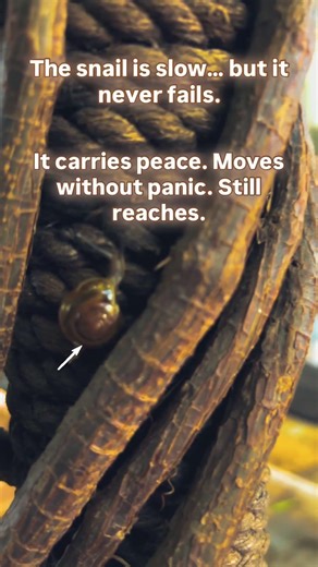 👉 The Snail Knows Why You Feel Stuck in Life