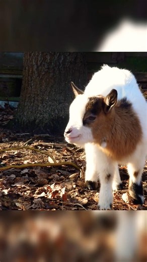 Cute Goat Sound #baby goat #cute #goat #shorts #love #pets #youtubeshorts