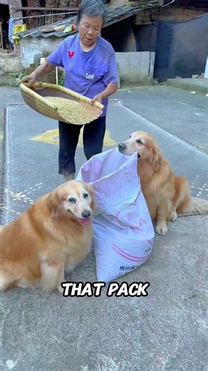 Why Dogs Are Loyal (The Instinct That Never Fades)