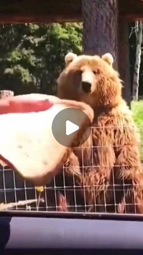 ▶️Weeememes◀️ | Follow for more weee😂👍 #wee#weee#animals#fail#cat#funny#bear##reel#instagram#memes#dog | Instagram