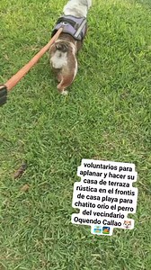 Necesitamos voluntarios para aplanar y hacer su casa de terraza rústica en el frontis de casa playa para chatito orio el perro del vecindario Oquendo Callao 🐶🏝️⛺ | Carlos Lopez