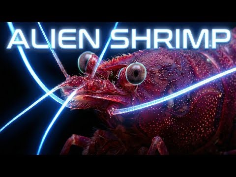 Don't BUY Sulawesi until you WATCH this video