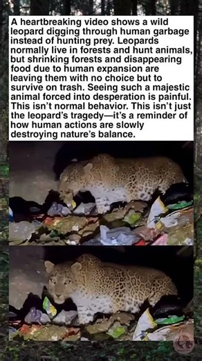 Apex Predator Reduced to Garbage — A Wake-Up Call