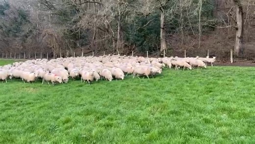 🐑 MONDAY 23rd FEBRUARY 2026 – IN LAMB EWES 🐑 🔨 Sale commences at 10:30am sharp 📹 150 Highlander 2 & 3 Year Old Ewes ✔️ Scanned at 200% to Highlander rams ✔️ Due to lamb from 20th March ✔️ Heptavac-P – had booster ✔️ Genuine reduction sale on behalf of Bettws Hall Farms 📞 For further details: 📱 Tom Davies: 07764 663 193 ☎️ Market Office: 01938 553 438 | Welshpool Livestock Sales Ltd