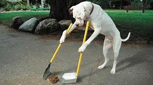 15 Best Trained & Disciplined Dogs in The World! - 1Funny.com