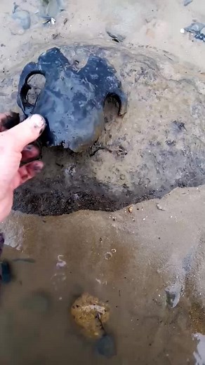 The Severn estuary was once a forested valley where animals roamed and man lived and hunted . We believe this low tide site west of the Black rock lave net fishing grounds to be an encampment due to the amount of material we have found over the year This skull is the latest find www.blackrocklavenets.co.uk | Black rock lave net heritage fishery