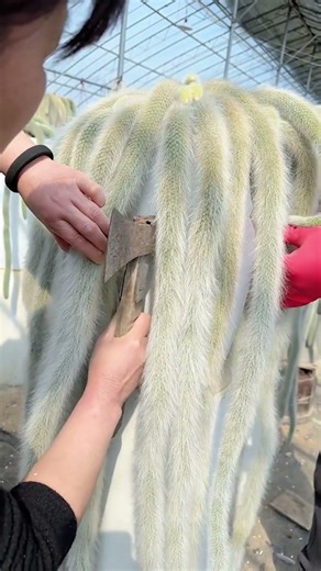 How to Graft Cactus: A Step-by-Step Guide for Beginners