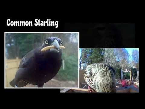 🐦‍⬛🐦‍⬛ Backyard Visitors- Common Starling 🐦‍⬛🐦‍⬛