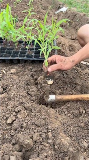Planting Maize Tutorial #farming #shorts