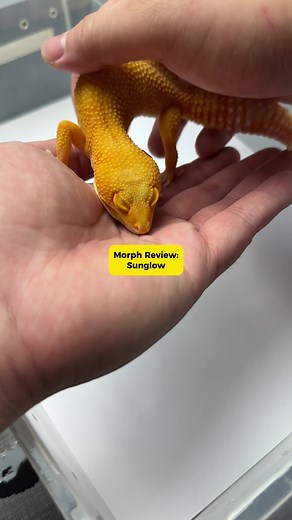 Discover the Sunglow Tangerine Leopard Gecko - Vibrant, Patternless, and Orange