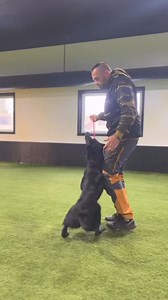 37K views · 1.2K reactions | Three keys to success in the focus heel. www.shieldk9online.com | Shield-K9 Dog Training | Facebook
