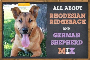 Rhodesian Ridgeback German Shepherd Mix (Everything You Need to Know) | ZooAwesome