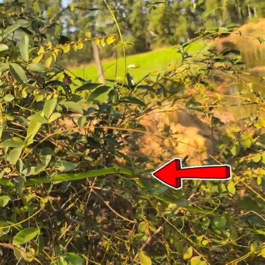 I Discovered an Oriental Vine Snake (Neon Green) in the Wild