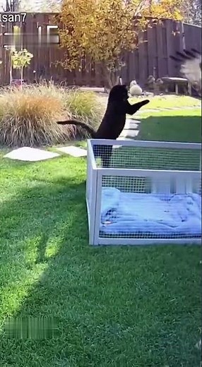 Hero Cat Fights Off Hawk to Save Caged Pet! Unbelievable Backyard Rescue