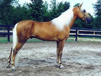 American Walking Pony Info, Origin, History, Pictures