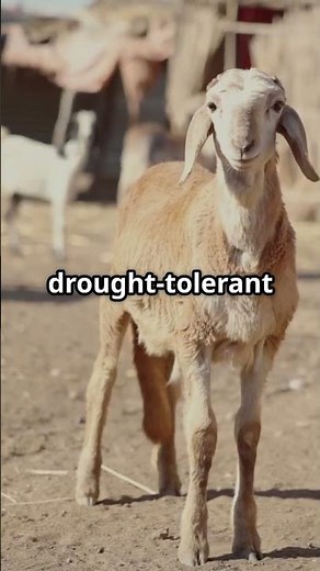 Goat Farming in a Changing Climate | How to Adapt to Drought & Heat (2025 Guide) #goatfarming