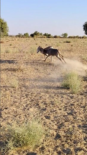 #do #ghadha #trending #jungle #youtubeshort