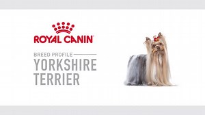 Learn all about the Yorkshire Terrier's signature coat, and the other characteristics that make this breed unique. #Royalcanin #yorkie #yorkshireterrier #dogs #purebreeddogs #healthnutrition #yorkshire #dogsofinstagram #breedhealthnutrition #dogfood #dogbreed #mixitupdog | Royal Canin UAE