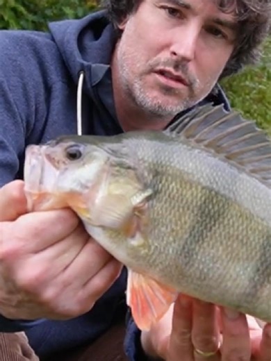 Große BARSCHE entnehmen? Ja oder nein? Immer wieder wird diskutiert, ob man große Fische entnehmen sollte oder nicht. Für uns kommt es hierbei außer auf die Größe vor allem auch auf die Fischart an und in diesem Short (und dem zugehörigen Originalvideo) wollen wir das mal für den Barsch klären. Viel Spaß beim zusehen! Das Originalvideo in voller Länge findest Du hier auf YouTube: https://www.youtube.com/watch?v=YtJQYr6skhg #fish #fishing #perch #tutorial #natureconservation #catchandrelease