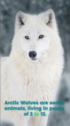 Arctic Wolf: Survivor of the Frozen Wild! ❄️🐺
