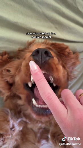 Cocker Spaniel Funny Faces That Make You Laugh