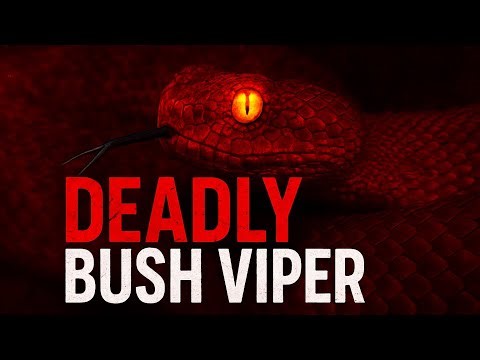 🐍 The Snake That Looks Beautiful… But Kills! | Bush Viper