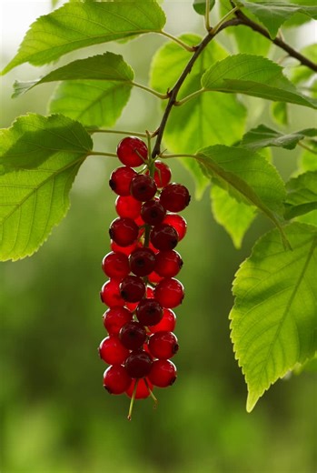 Satisfying Fruit Cutting ASMR