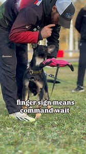 OUT command - some tips for you 🙂 GSD puppy 10 weeks old learned during lll.days workshop first steps 🐣 #new #webside #soon #courses #about #all #obedience #protection #tracking #future #dogsport #doglover #sport #passion #fod #academy | Jany Böhm