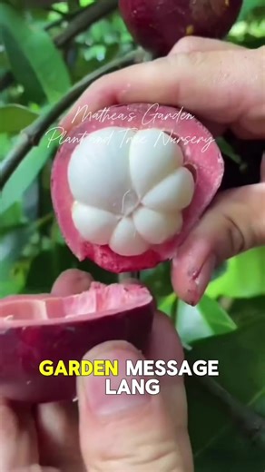 Mangosteen: The Queen of Fruits from Matthias Garden