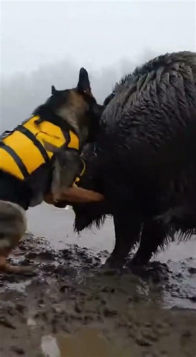 Dog in Life Vest Faces Wild Boar at River! #DogVsBoar #WildlifeEncounter #BraveDog