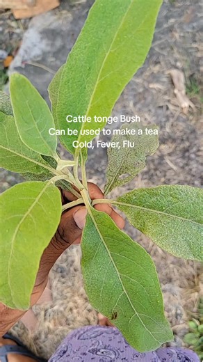 cattletongebush #stcroixusvi #virginislands #tea #medicinalplants@Native Islanda🇻🇮