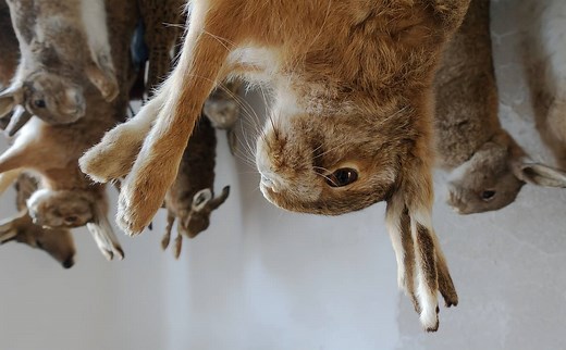 Dangers Of Eating Rabbit Meat.