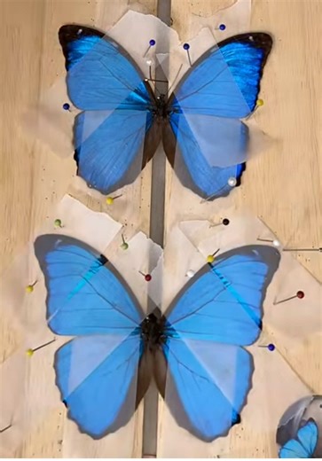 Exploring the World of Butterflies: Nature's Delicate Creatures