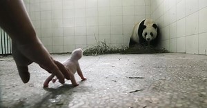 Zoo Staff Concerned Panda Will Reject Baby Until Cameras Catch Moment Instincts Kick In