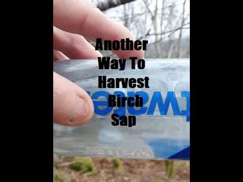Another Way To Extract Birch Sap